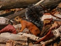 Variegated squirrel