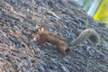 A variegated squirrel in Costa Rica Royalty Free Stock Photo