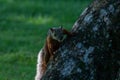 A variegated squirrel in Costa Rica Royalty Free Stock Photo