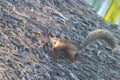 A variegated squirrel in Costa Rica Royalty Free Stock Photo