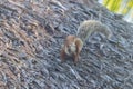 A variegated squirrel in Costa Rica Royalty Free Stock Photo