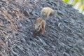 A variegated squirrel in Costa Rica Royalty Free Stock Photo