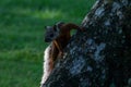 A variegated squirrel in Costa Rica Royalty Free Stock Photo