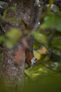 Variegated Squirrel - Sciurus variegatoides Royalty Free Stock Photo