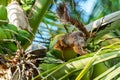 Variegated Squirrel (Sciurus variegatoides) in Costa Rica Royalty Free Stock Photo