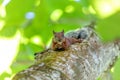 Variegated squirrel, Sciurus variegatoides, Curu Wildlife Reserve, Costa Rica wildlife Royalty Free Stock Photo