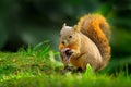 Variegated Squirrel, Sciurus variegatoides, with food, head detail portrait, Costa Rica, Wildlife scene from Central America. Royalty Free Stock Photo