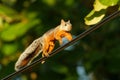 Variegated squirrel - Sciurus variegatoides is tree squirrel in the genus Sciurus fifteen subspecies found in Costa Rica, El Royalty Free Stock Photo