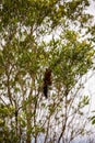 The variegated squirrel Sciurus variegatoides in tree Royalty Free Stock Photo