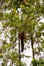 The variegated squirrel Sciurus variegatoides in tree Royalty Free Stock Photo