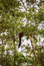 The variegated squirrel Sciurus variegatoides in tree Royalty Free Stock Photo