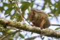 Variegated Squirrel - Sciurus variegatoides Royalty Free Stock Photo