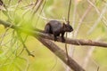 Variegated Squirrel - Sciurus variegatoides Royalty Free Stock Photo