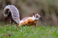 variegated squirrel (Sciurus variegatoides). Royalty Free Stock Photo