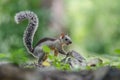 Variegated squirrel on the ground searching for food