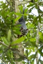 Variegated squirrel Royalty Free Stock Photo