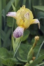 Variegated Sweet Iris flowers