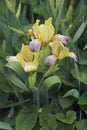 Variegated Sweet Iris flowers
