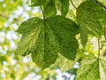 Variegated Sycamore tree leaf, Acer pseudoplatanus with variegated leaves, beautiful patterned foliage. Royalty Free Stock Photo