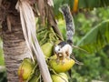 Variegated Tree Squirrel Stand on Coconut