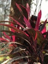 Variegated Tri Color Ginger Tropical Plant Red