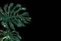 Variegated tropical leaves of foliage forest plant Monstera Monstera deliciosa the rare houseplant on black background, Swiss