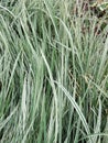 Variegated tuber oat grass