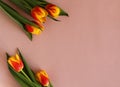 variegated tulip flowers yellow red on a pink background with copy space Royalty Free Stock Photo