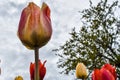 Rising Tall to the springtime sky a beautiful variegated tulip in Holland Michigan Royalty Free Stock Photo