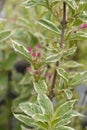 Variegated Weigela