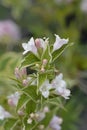 Variegated Weigela Royalty Free Stock Photo