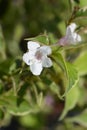 Variegated Weigela Royalty Free Stock Photo