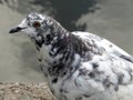 Motley dove by the water