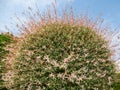 Variegated white decorative willow. Japanese willow Salix integra Hakuro-Nishiki.