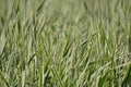 Variegated white green grass background