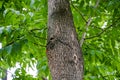 Woodpecker chick peeks out