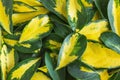 Variegated yellow and green leaves of dwarf umbrella plant Schefflera arboricola. Royalty Free Stock Photo