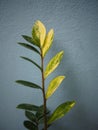 variegated zamioculcas zamifolia on blue background