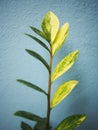 variegated zamioculcas zamifolia on blue background Royalty Free Stock Photo