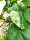 variegation of hibiscus tiliaceus leave