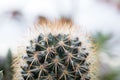 Varies cactus plant in the farm cameron highland. Royalty Free Stock Photo