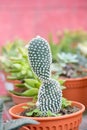 Varies cactus plant in the farm cameron highland. Royalty Free Stock Photo
