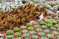 Varies cactus plant in the farm cameron highland.