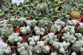 Varies cactus plant in the farm cameron highland. Royalty Free Stock Photo