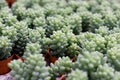 Varies cactus plant in the farm cameron highland. Royalty Free Stock Photo