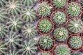 Varies cactus plant in the farm cameron highland. Royalty Free Stock Photo