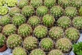 Varies cactus plant in the farm cameron highland. Royalty Free Stock Photo