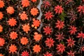 Varies cactus plant in the farm cameron highland. Royalty Free Stock Photo