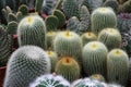 Varies cactuses