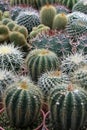 Varies Cactuses